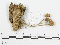 登錄號:F0019151藏品圖，第3張
