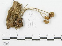 登錄號:F0019151藏品圖，第4張