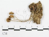 登錄號:F0019151藏品圖，第5張