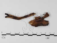 登錄號:F0019152藏品圖，第1張