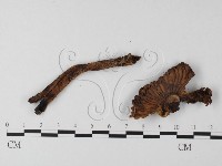 登錄號:F0019152藏品圖，第4張