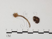登錄號:F0019153藏品圖，第1張