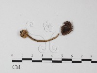 登錄號:F0019153藏品圖，第4張