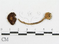 登錄號:F0019153藏品圖，第5張