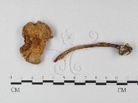 登錄號:F0019154藏品圖，第4張