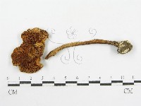 登錄號:F0019154藏品圖，第5張