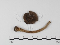 登錄號:F0019155藏品圖，第3張