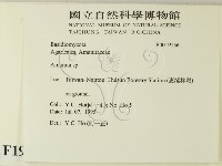 鵝膏屬藏品圖，第2張