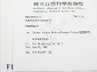 鬼傘屬藏品圖，第2張