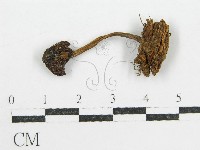 鬼傘屬藏品圖，第1張