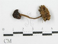 鬼傘屬藏品圖，第3張