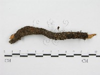 登錄號:F0019159藏品圖，第1張