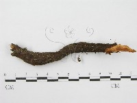 登錄號:F0019159藏品圖，第4張
