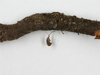 登錄號:F0019159藏品圖，第5張