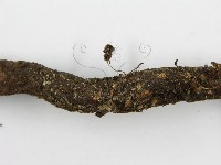 登錄號:F0019159藏品圖，第6張