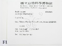 鬼傘屬藏品圖，第2張