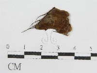 登錄號:F0019161藏品圖，第3張