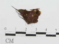 登錄號:F0019161藏品圖，第4張