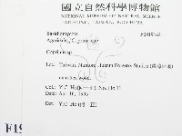 鬼傘屬藏品圖，第2張