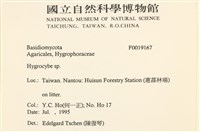 濕傘屬藏品圖，第2張