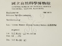 松塔牛肝菌屬藏品圖，第2張