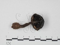 松塔牛肝菌屬藏品圖，第3張