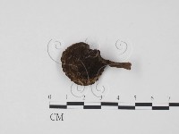 登錄號:F0019171藏品圖，第1張