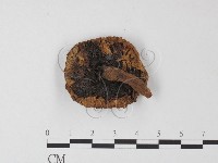 登錄號:F0019172藏品圖，第1張
