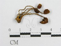 登錄號:F0019173藏品圖，第3張