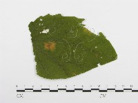 登錄號:F0019177藏品圖，第1張