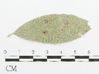 登錄號:F0019178藏品圖，第1張