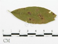 登錄號:F0019178藏品圖，第4張