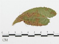 登錄號:F0019179藏品圖，第1張