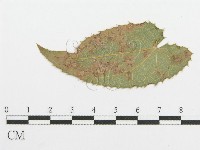 登錄號:F0019179藏品圖，第4張