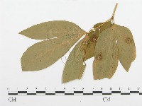 登錄號:F0019180藏品圖，第4張