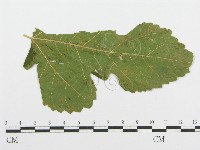 登錄號:F0019181藏品圖，第1張