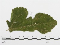 登錄號:F0019181藏品圖，第4張