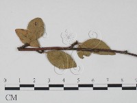 登錄號:F0019182藏品圖，第1張