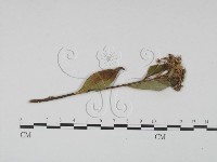 登錄號:F0019184藏品圖，第1張