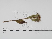 登錄號:F0019184藏品圖，第3張