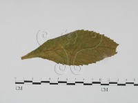 登錄號:F0019185藏品圖，第1張