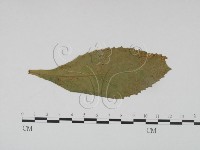 登錄號:F0019185藏品圖，第3張
