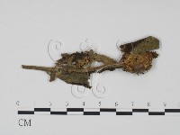 登錄號:F0019186藏品圖，第1張