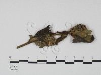 登錄號:F0019186藏品圖，第3張