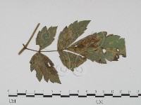 登錄號:F0019188藏品圖，第1張