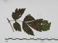 登錄號:F0019188藏品圖，第3張