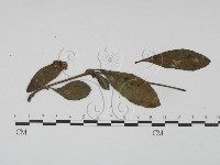 登錄號:F0019189藏品圖，第1張