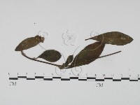 登錄號:F0019189藏品圖，第3張
