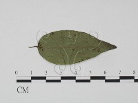 登錄號:F0019191藏品圖，第1張