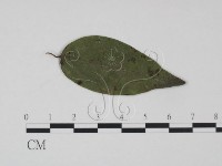 登錄號:F0019191藏品圖，第3張